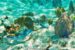 Palancar Reef, Cozumel by Alison Ranheim 